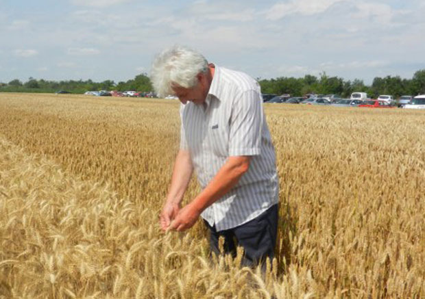 ЖЕТВА ПШЕНИЦЕ: Свака киша спира род